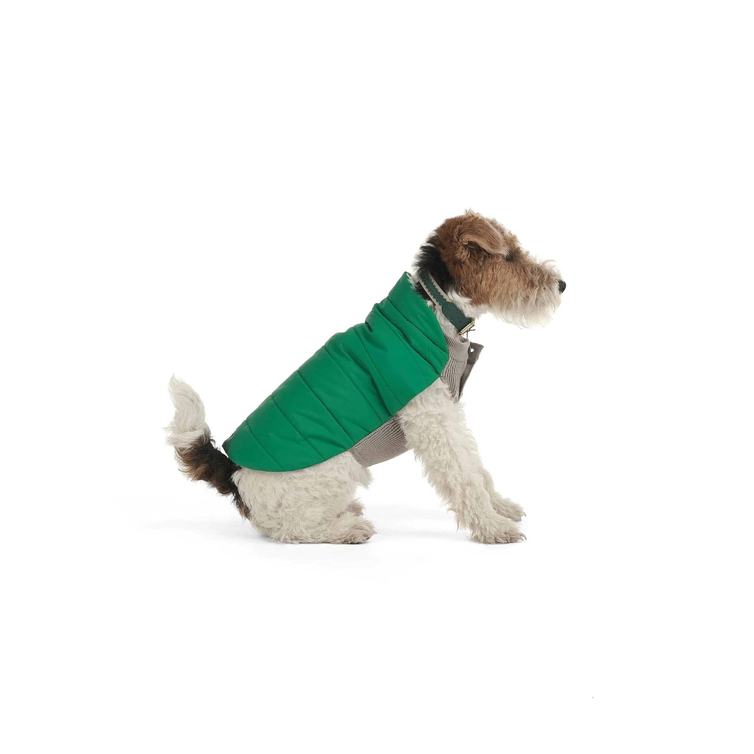 Beetle Dog Coat