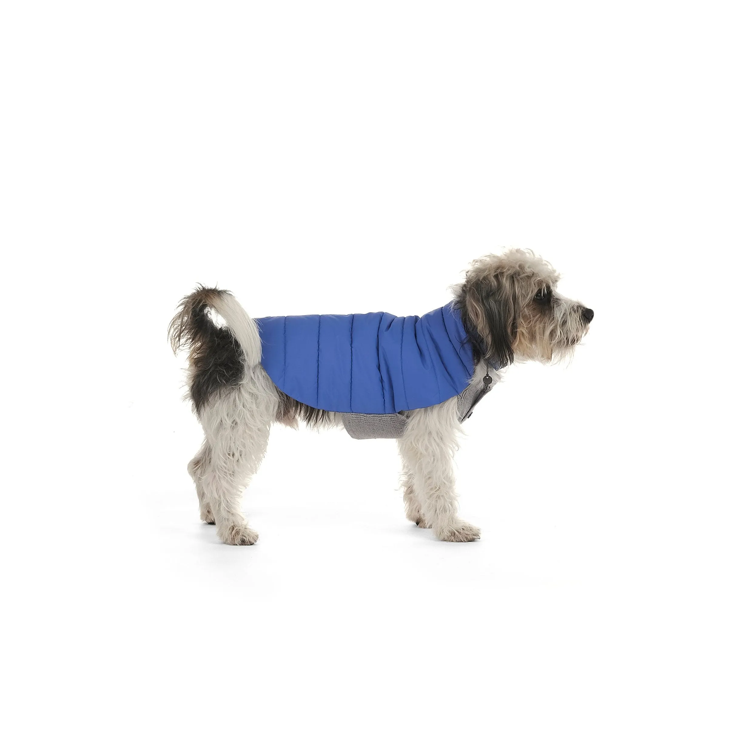 Beetle Dog Coat